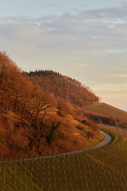 Road passing through vineyards
