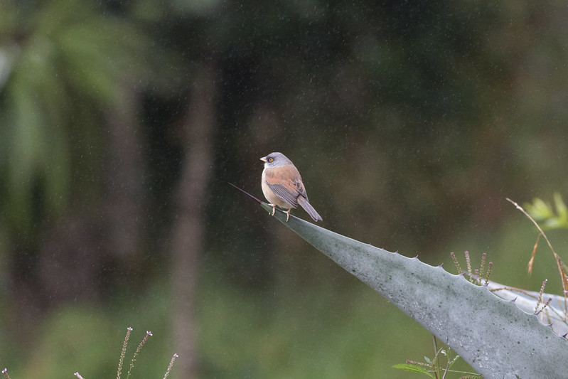 Yellow-eyed Junco