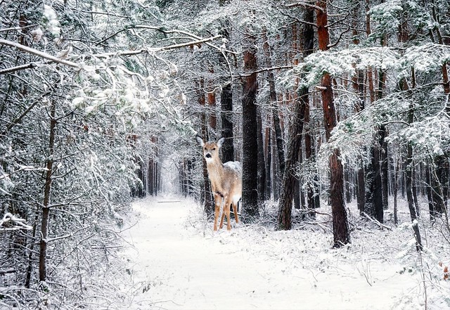 A deer in the forest