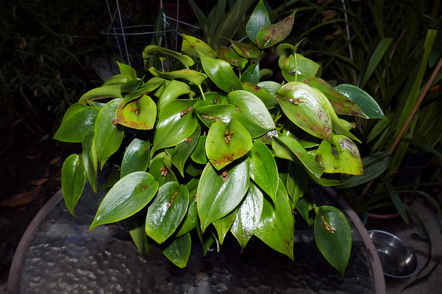 Pleurothallis matudana species orchid