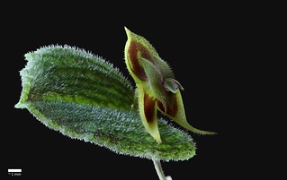 Lepanthes dodsonii | by F.K. Pictures