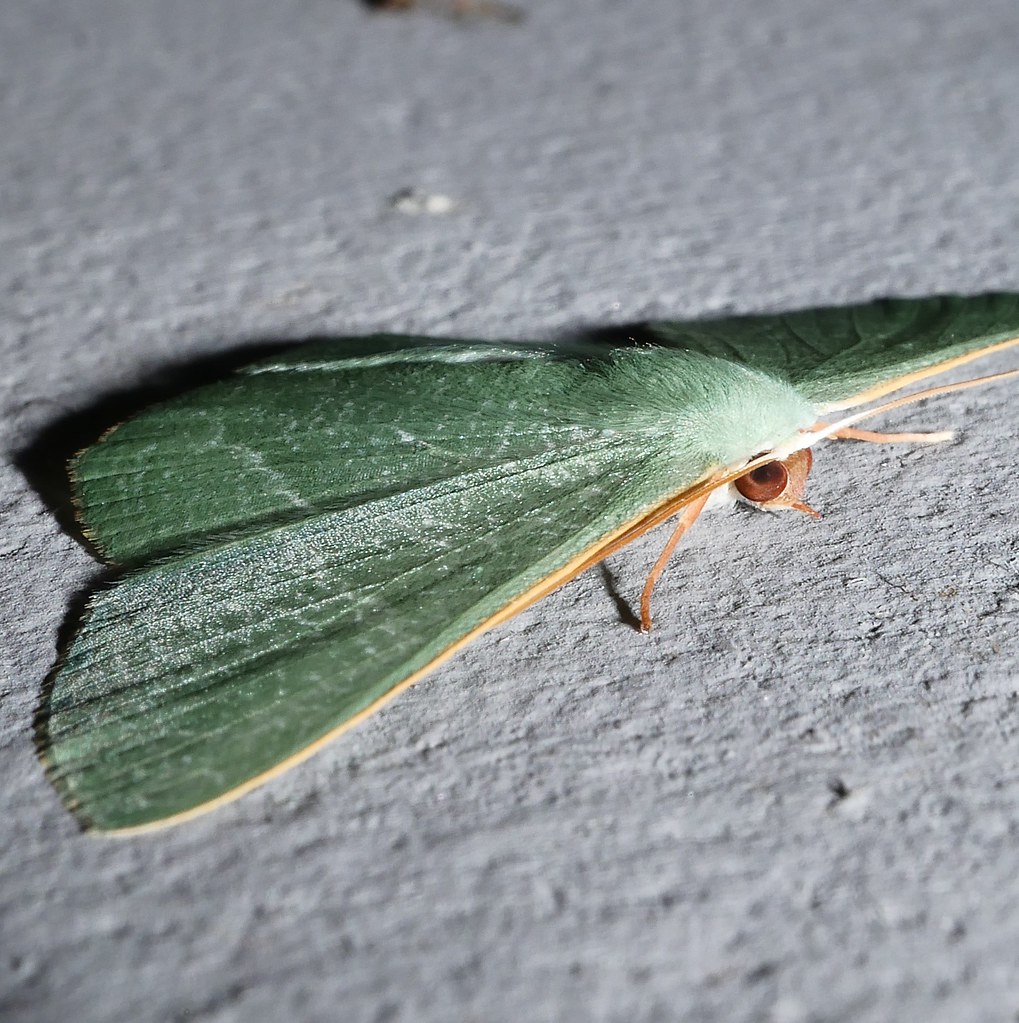 Large emerald moth Thalassodes sp aff pilaria Geometrinae Geometridae Geometroidea Mandalay rainforest Airlie Beach P1290106