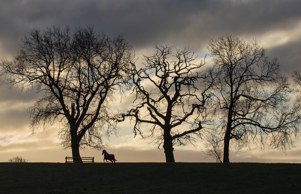 Countryside silhouettes