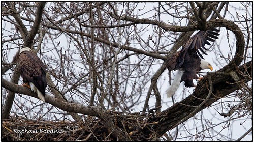 baldeagle nesting heritagepark ohio raphaelkopanphotography nikon d6 600mmf4evr 14xtciii overcast monopod