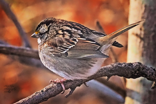 White-throated Sparrow 2 1_10_21
