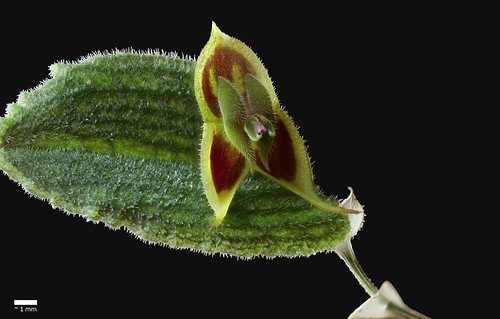Lepanthes dodsonii | by F.K. Pictures