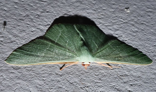 Large emerald moth Thalassodes sp aff pilaria Geometrinae Geometridae Geometroidea Mandalay rainforest Airlie Beach P1290105
