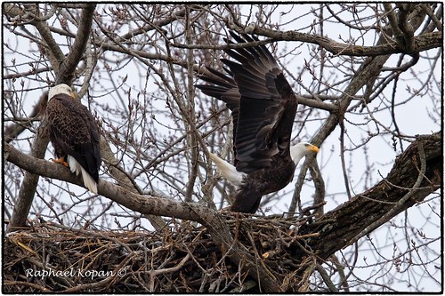 baldeagle nesting heritagepark ohio raphaelkopanphotography nikon d6 600mmf4evr 14xtciii overcast monopod