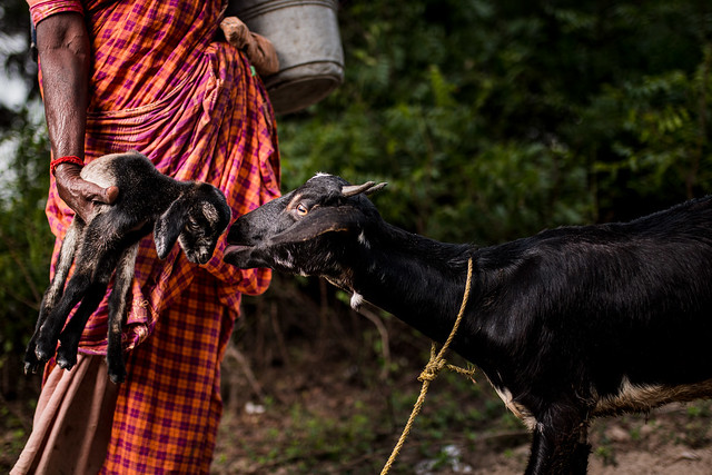 Dhanalakshmi Patti & New born goat