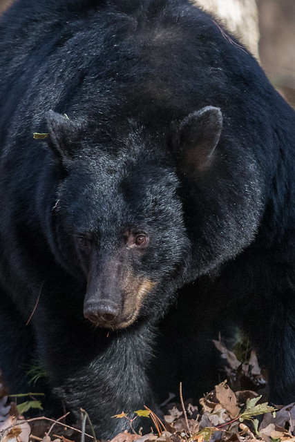 Black Bear in Cades Cove
