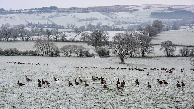 A gaggle of Greylag Geese