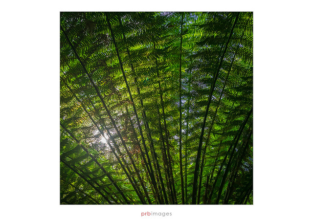 Tree fern, Melba Gully