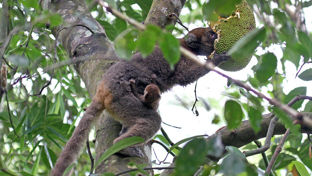 Greater Bamboo Lemur (and baby) - Hapalemur simus