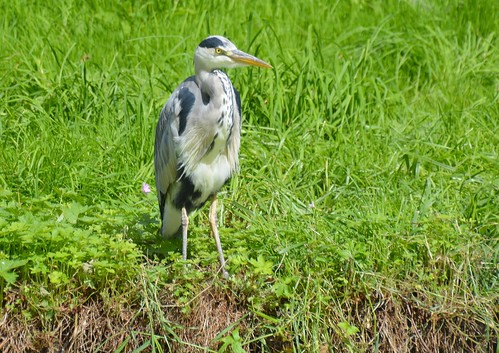 birds wild wildlife nature natural outdoors feathers cute wings breed heron wait grass perch north english england dailyphoto photooftheday nice update place location uk visit area attraction open stream tour country item greatbritain britain british gb capture buy stock sell sale outside like good flickr caught photo view shoot shot picture captured ilobsterit instragram