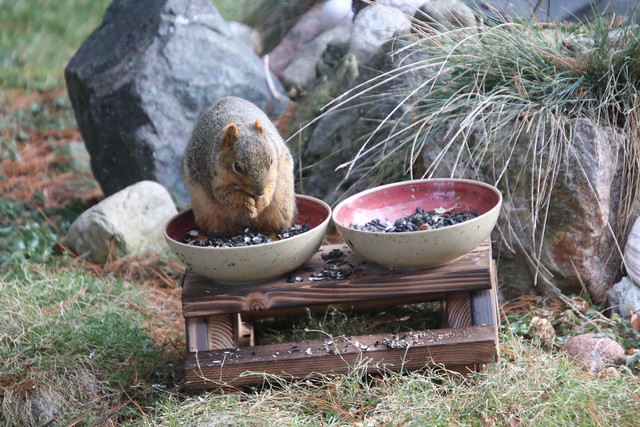 Backyard Red & Fox Squirrels (Ypsilanti, Michigan) - January 2021