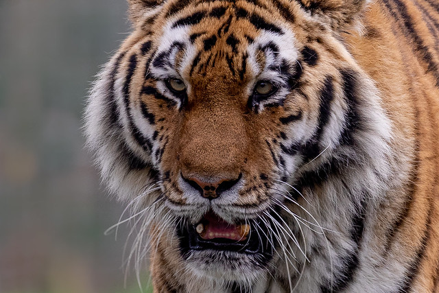 Tiger, Yorkshire Wildlife Park