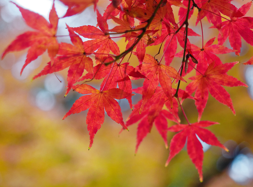 Colored Maple Leaves | All rights reserved - Copyright © Nan… | Nana ...