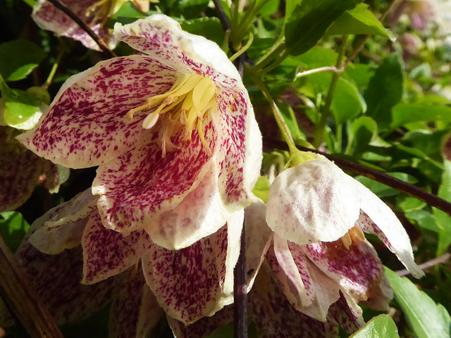 Clematis Freckles