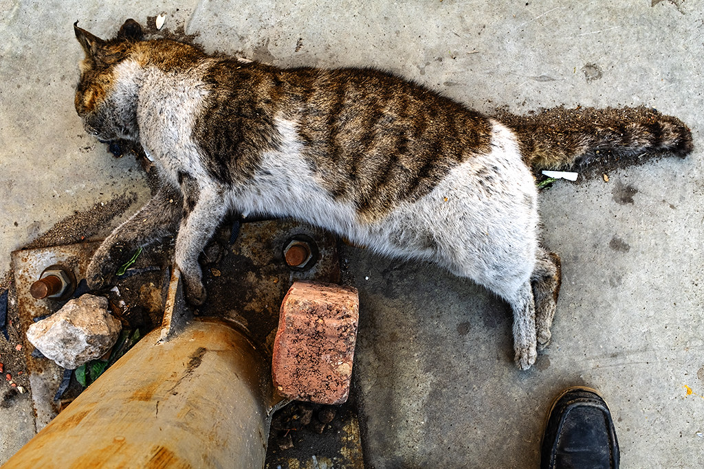 Dead cat on 1-18-21--Cairo