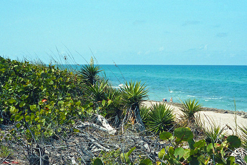 ocean beach landscape scenery florida brush jupiter 1986 scrub