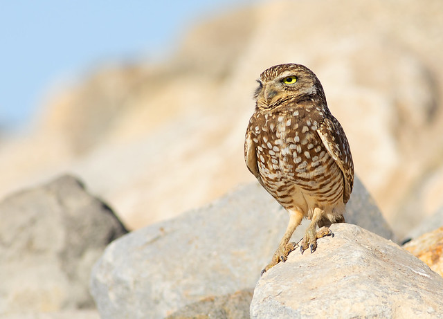 Burrowing Owl at the Sea