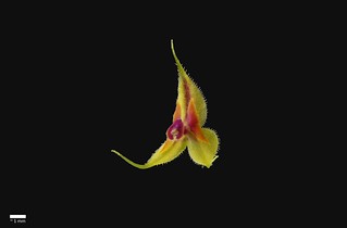 Lepanthes pulchella | by F.K. Pictures