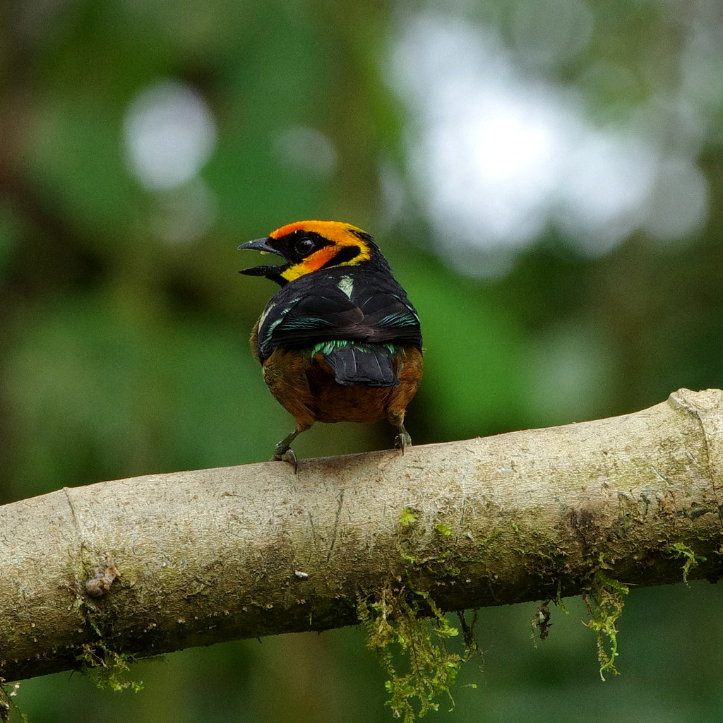 Flame-faced tanager (Tangara parzudakii).  Mindo Cloud Forest Reserve in Milpe, north-western Ecuador.