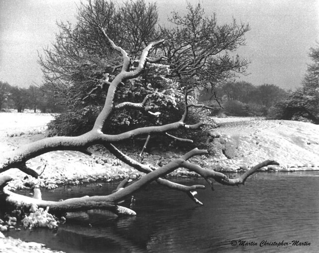 Fallen tree in snow