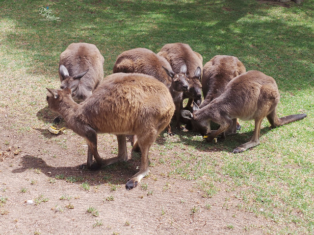 Glen Forest Tourist Park & Vineyard Australia kangaroo