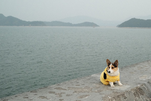 Doggo by the sea