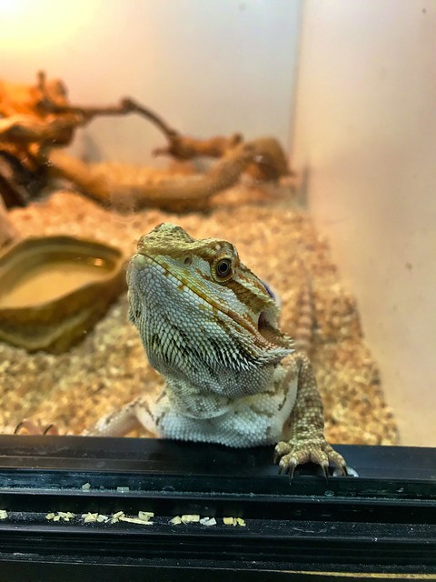 Bearded dragon looking out of terrarium