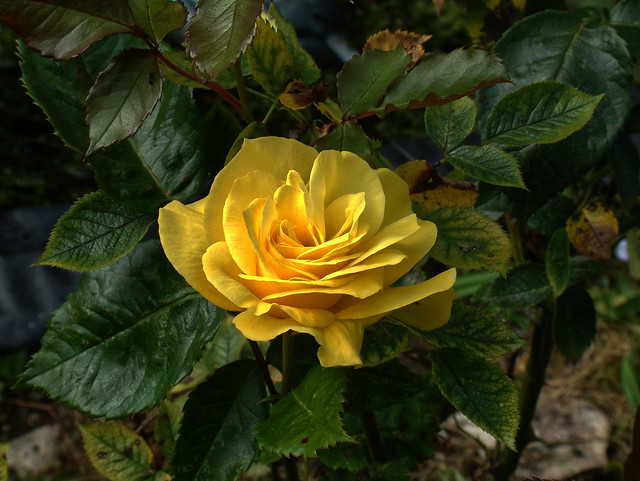 yellow rose of friendship