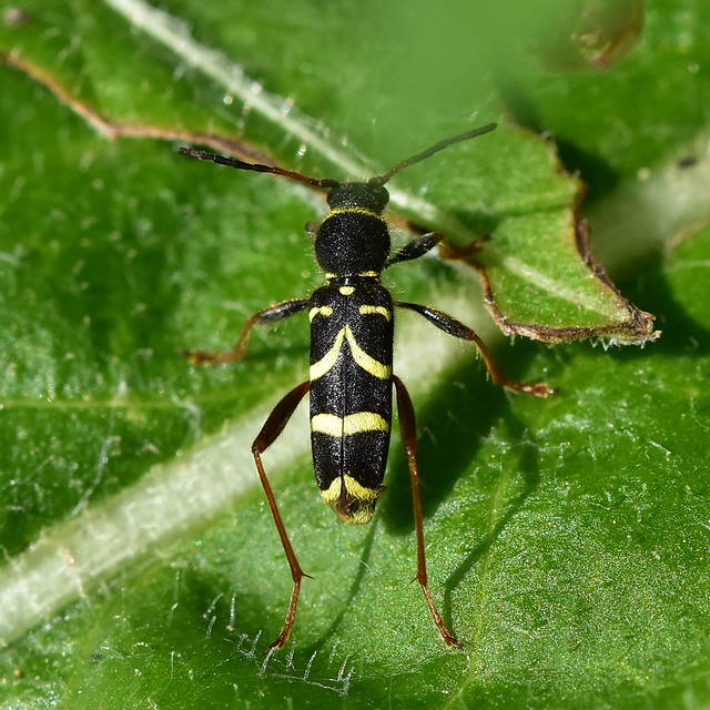 Clytus arietis ... Wasp Beetle