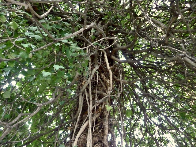 -Efeu-Baum-,eine Natur-Skulptur, Hommage für Manfred Butzmann