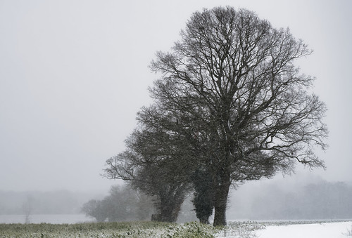 snow winter norfolk landscape nikon d850 sigma 135mm f18 art jonathan casey photography tree oak wymondham