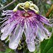 Maypop / Purple Passionflower