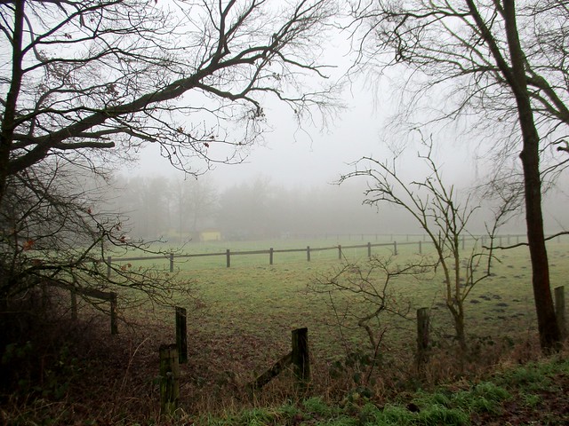 Weide im Nebel