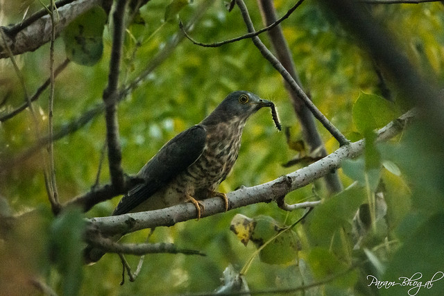 Common Hawk-Cuckoo (PB2_3625)
