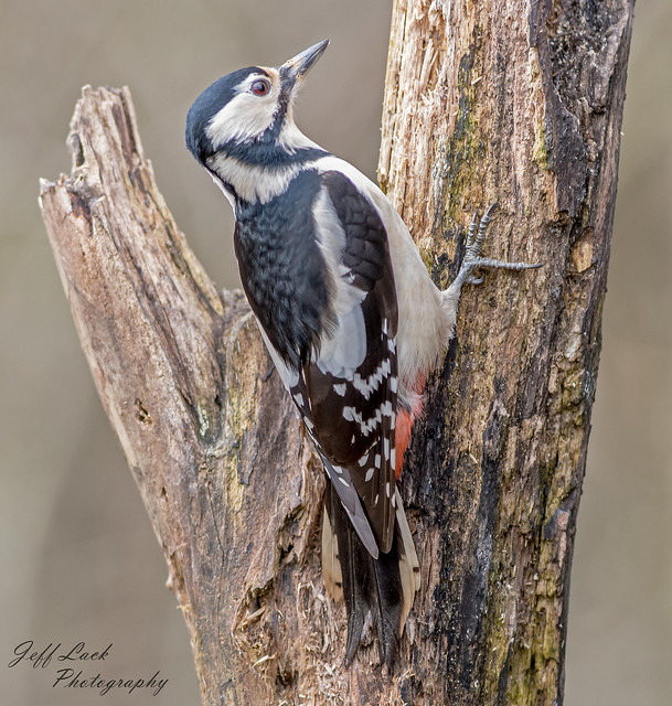 DSC7216 Great spotted Woodpecker