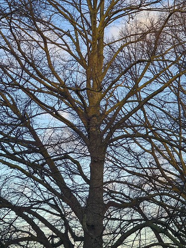 Blue Skies. Cumulus Clouds and Common Linden, Tilia vulgaris, Venlo, The Netherlands by Rana Pipiens, No newspaper delivered this morning... Northsea Storm Christoph had disrupted traffic and delivery t