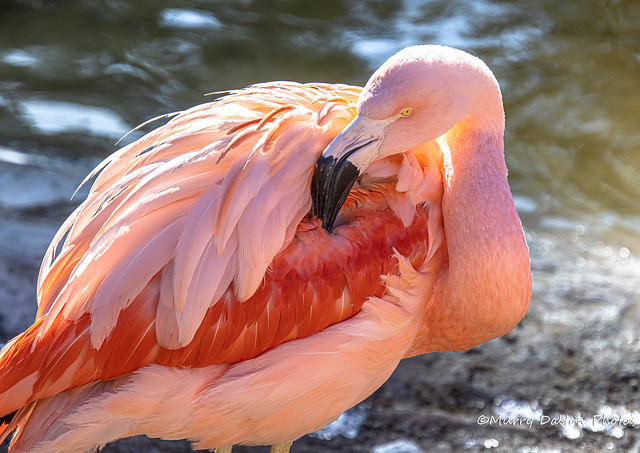 Flamingo  IMG_4133
