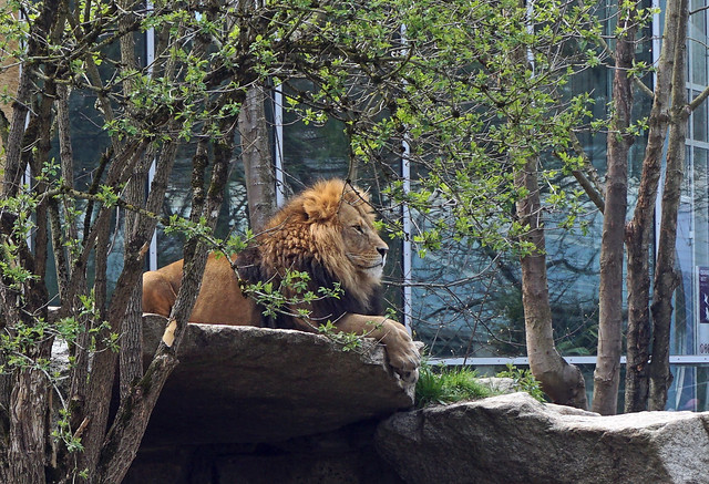 Lion at Hellabrunn Zoo, Munich