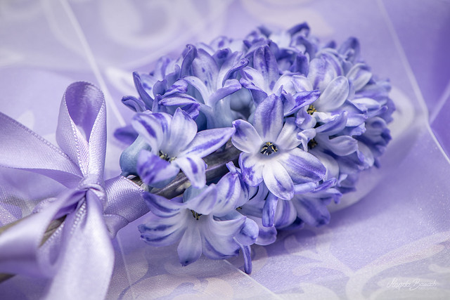 Lavender Hyacinth