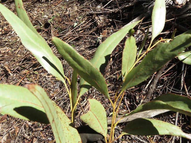 starr-201227-8802-Eucalyptus_cladocalyx-leaves-Hawea_Pl_Olinda-Maui