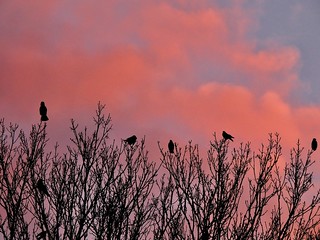 Carrion Crows In The Sunset, Ty Gwyn Way, Greenmeadow, Cwmbran 21 January 2021