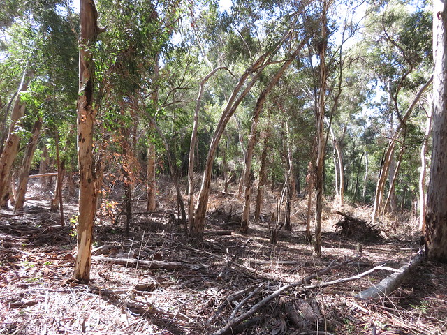 starr-201227-8816-Eucalyptus_cladocalyx-grove-Hawea_Pl_Olinda-Maui