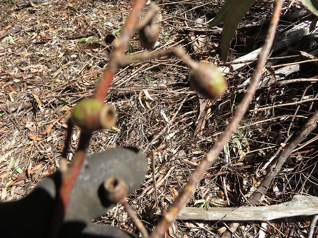starr-201227-8804-Eucalyptus_cladocalyx-seed_capsules-Hawea_Pl_Olinda-Maui