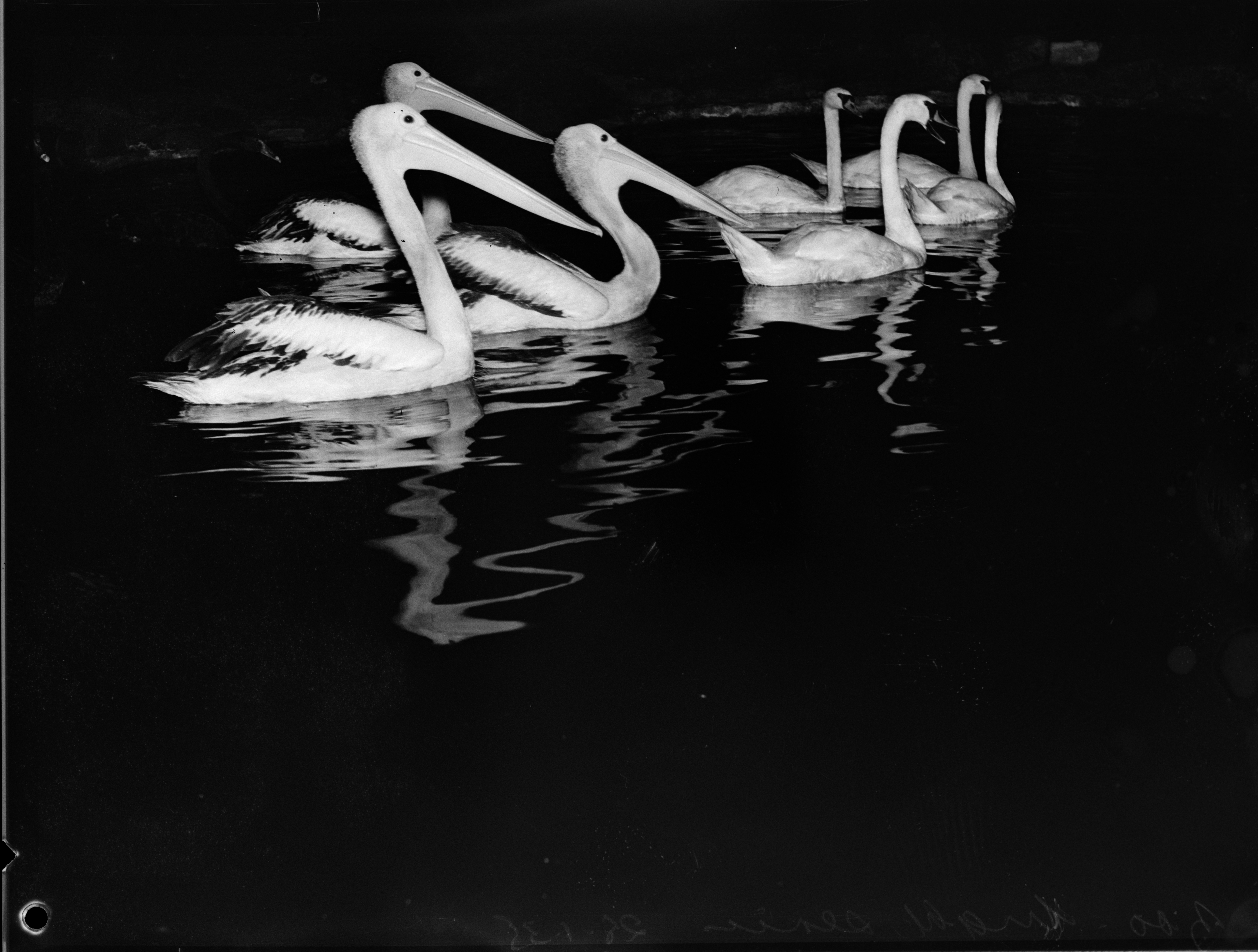 Pelicans and Swans, Zoo at Night, 28 January 1938