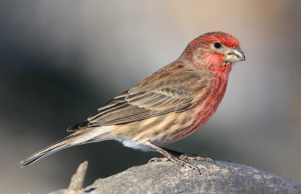 house finch male at Lake Meyer Park IA 653A9404