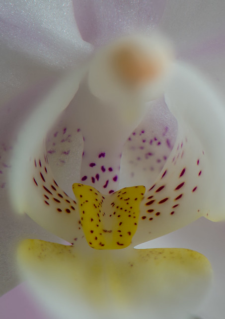 Snail Orchid-14